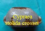 Cypraea stolida crossei, Marie 1869